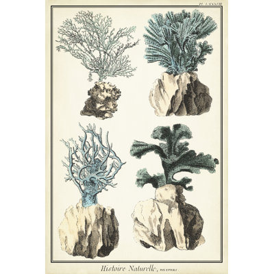 Corail, espèce III
