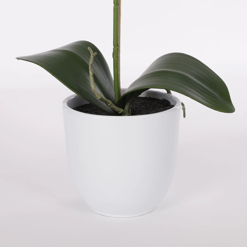 Phalaenopsis 60cm Plant, White