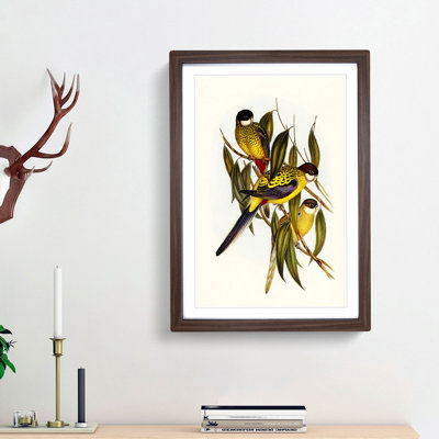 Brown's Parakeets by Elizabeth Gould - Picture Frame Art Print