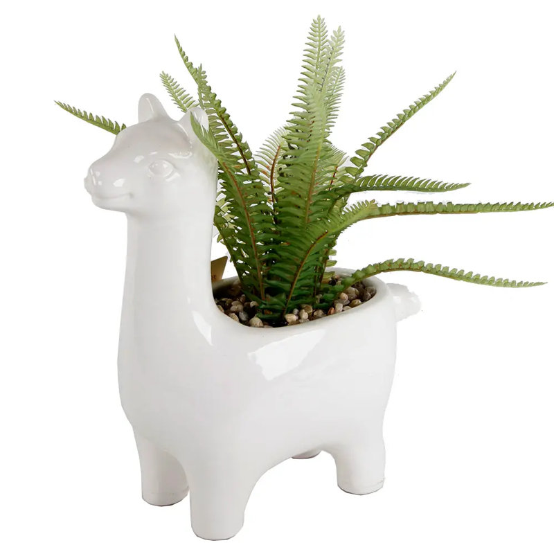 Md Fern White Llama