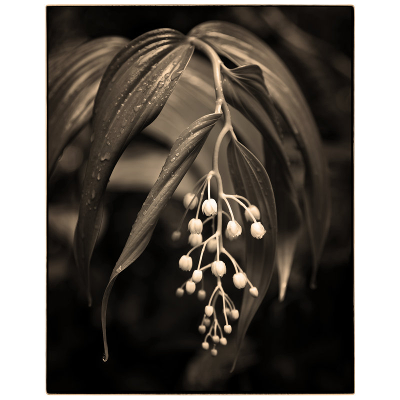 Rain Forest Lily