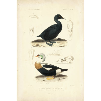 Étude de canard antique I