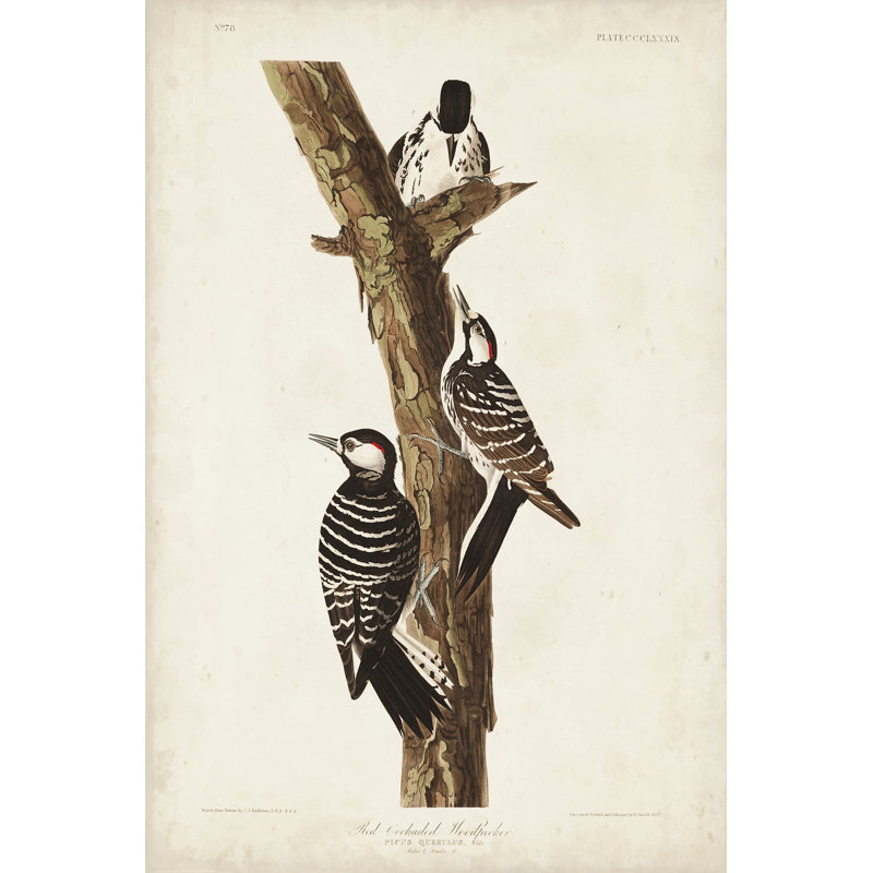 Pl. 389 Red-Cockaded Woodpecker by John Audubon - 1 Piece Wrapped Canvas Painting, 46cm H x 30cm W