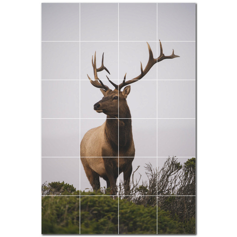 Cerf photo 12 x 12