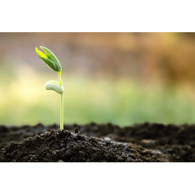 " Young Sprout "