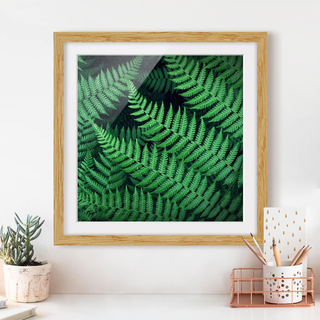 Gerahmtes Poster Ferns