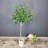 Artificial Bay Leaf Tree,Laurus Tree,Bay Tree,Laurel Tree