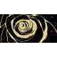 Black rose - 24"x48" Framed canvas