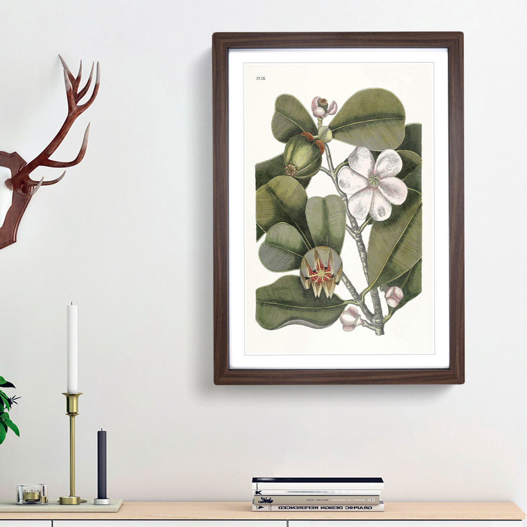 Balsam Tree Flowers by Mark Catesby - Picture Frame Painting Print