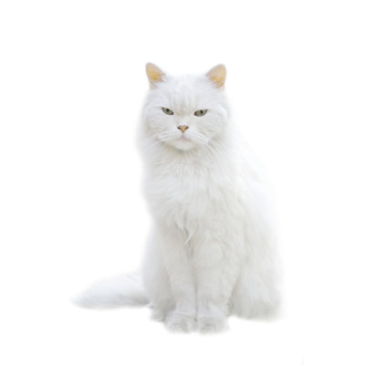 A White Fluffy Cat Sitting Isolated On White Background by Macroworld - Print