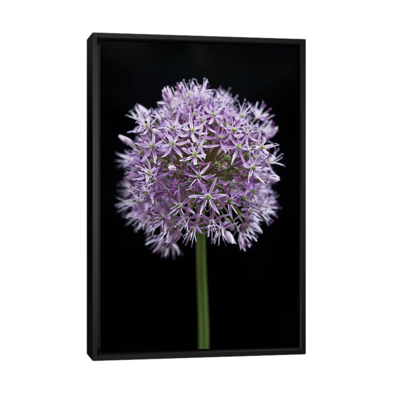 « allium floral », impression sur toile, H 26 po x l 18 po x P 1,5 po, Toile avec cadre noir, Pas de tapis