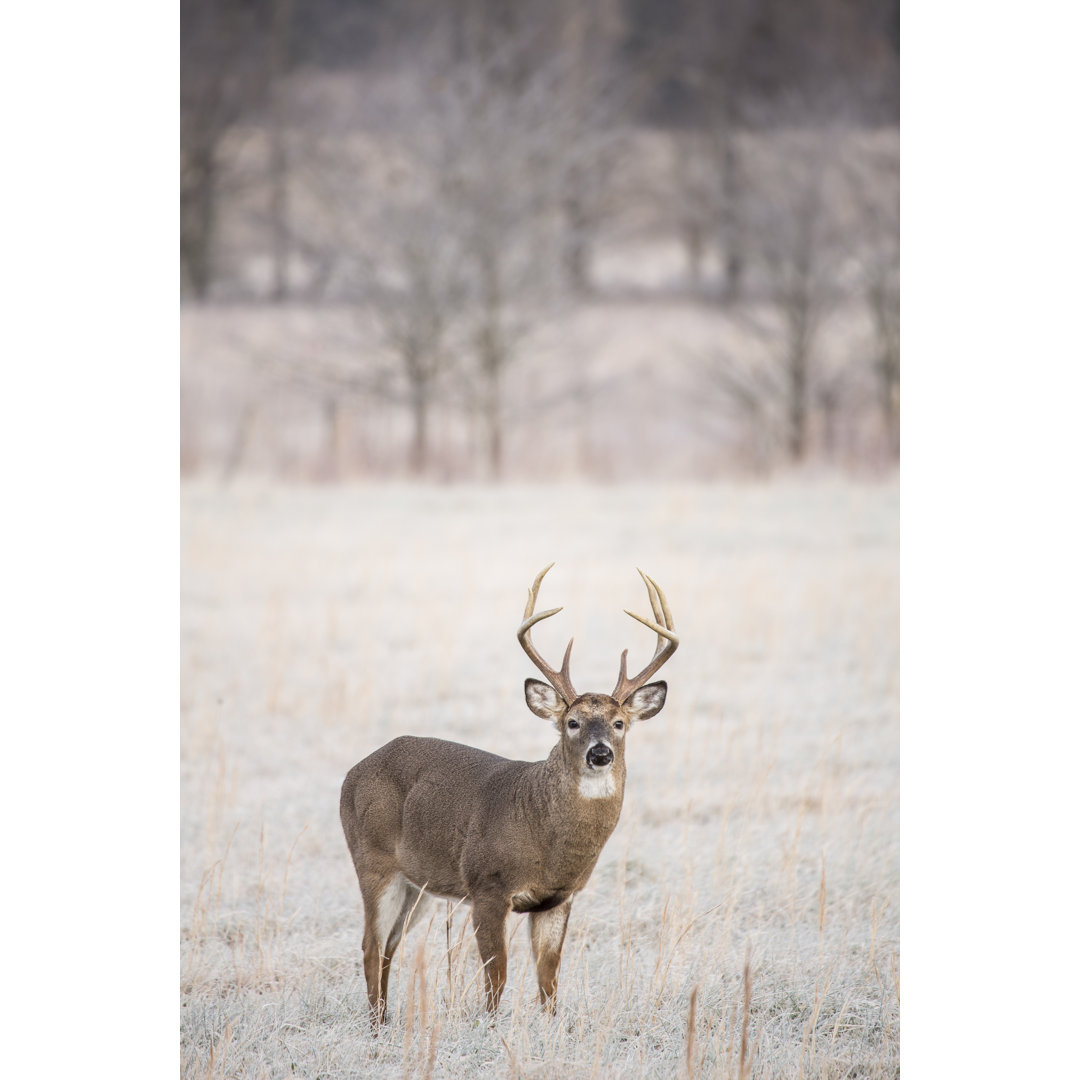 Leinwandbild Whitetail Buck Vertical