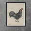 Black Rooster Print