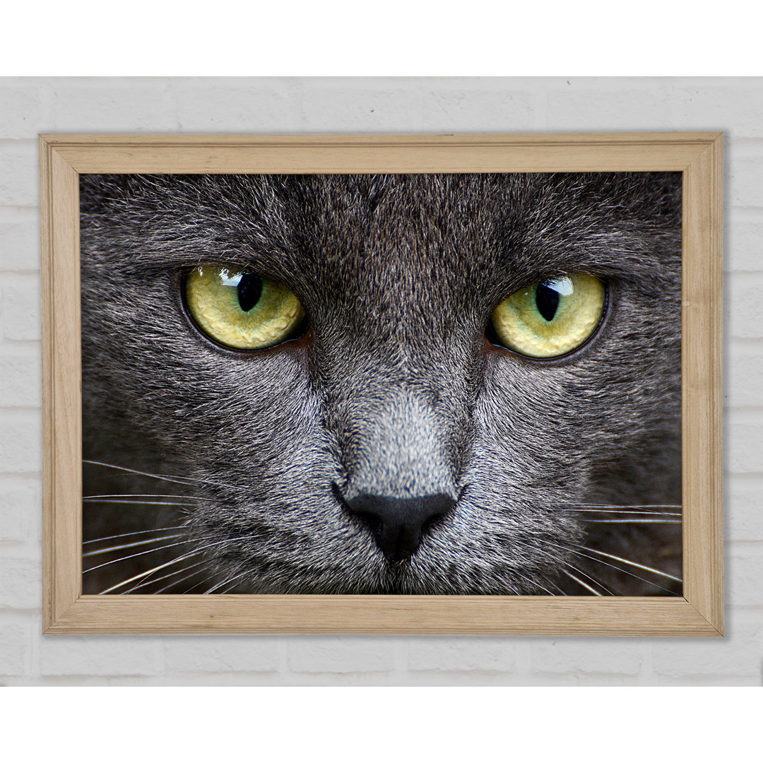 Smokey Grey Cat Gerahmter Druck