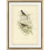 Curruca Atricapilla Print