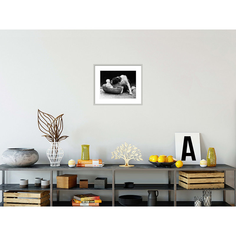 Mignon chien léchant une petite fille (6 à 11 mois) assis dans un panier par Inconnu - Impression Giclée encadrée