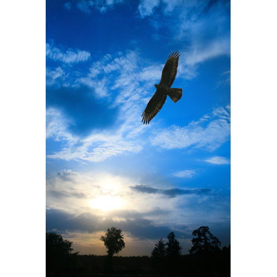 Aigle volant - photographie sur toile tendue