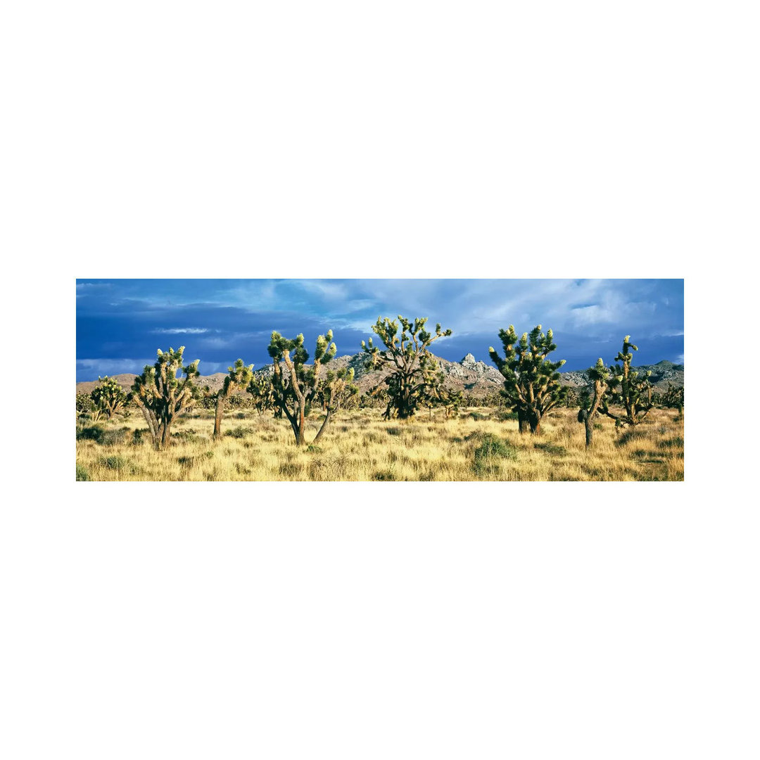 Joshua Trees In The Mojave National Preserve, Mojave Desert, San Bernardino County, California, USA - Wrapped Canvas Panoramic Print