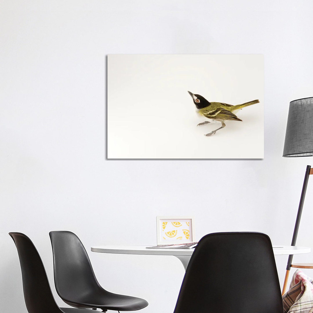 A Black-Capped Vireo At Fort Hood, Texas von Joel Sartore - Gallery-Wrapped Canvas Giclée on Canvas