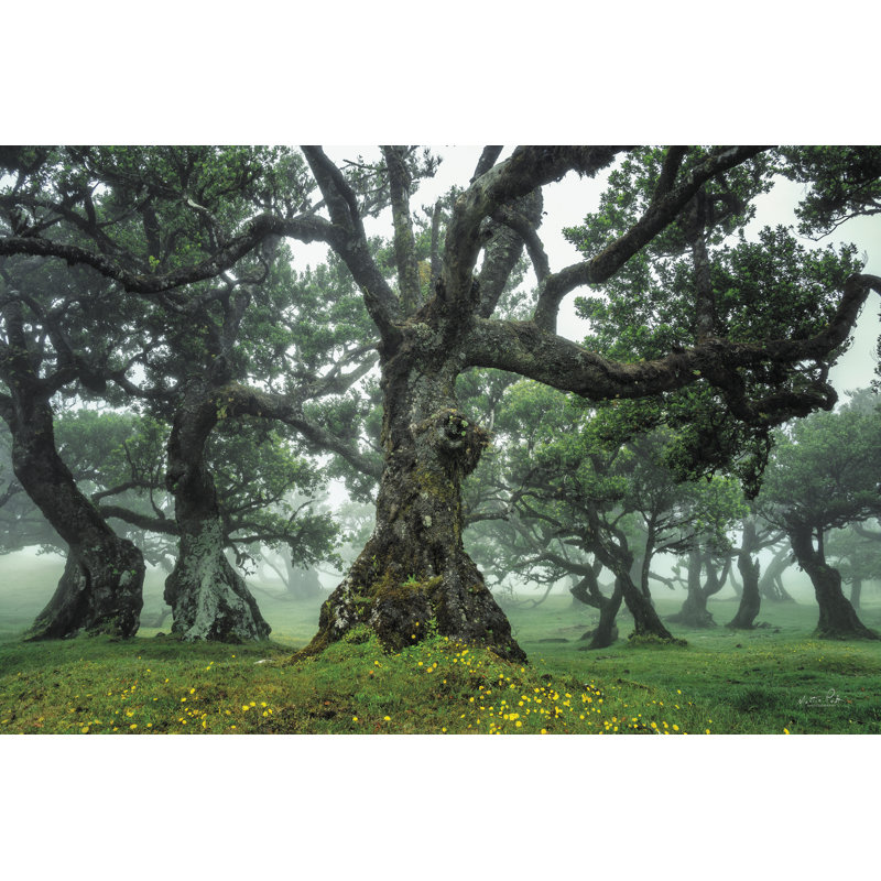 Forêt enchantée I, Imprimé à cadre argenté, Blanc, H 32 po x l 48 po