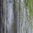 Forest Velvet Curtain Panel, Morning Nature Room Darkening Decor - Morning Forest Panoramic View-1118543698