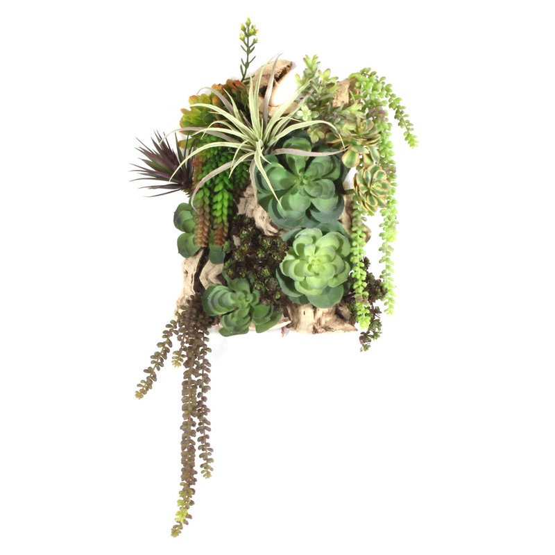 Succulent plante de sol en coffre