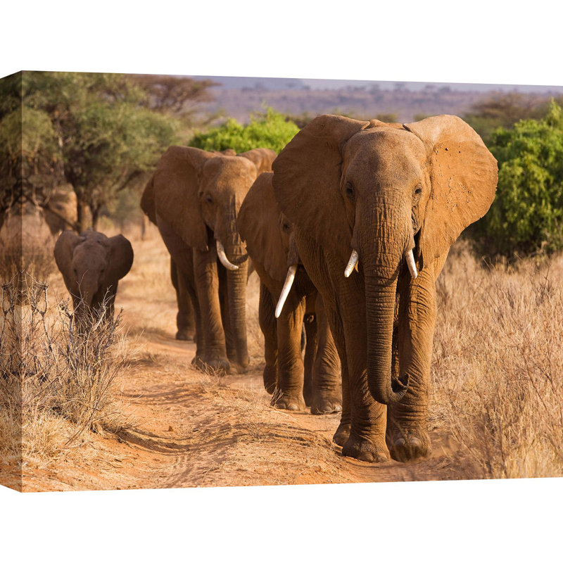 Herd Of African Elephants, Kenya by Anonymous - Wrapped Canvas Print, 60cm H x 80cm W x 4cm D