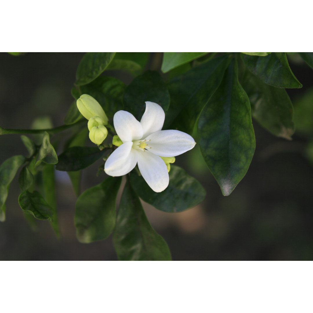 Lemon Tree Flower von Zelg - Druck auf Leinwand ohne Rahmen