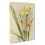 Magnolia Flowers Illustration Tab.88 by Frederick Sander - Wrapped Canvas-55310251