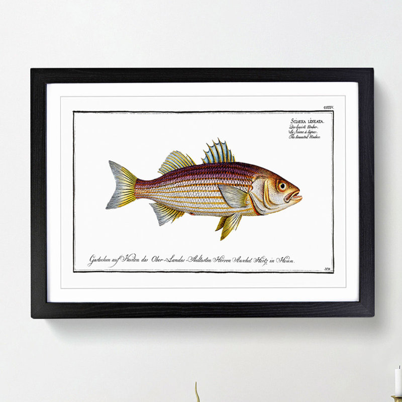 Lineated Umber Fish by M.E. Bloch - Framed Print, Black Framed, 27cm H x 36cm W x 2cm D