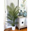 Outdoor UV Rated Kentia Palm Drop-In