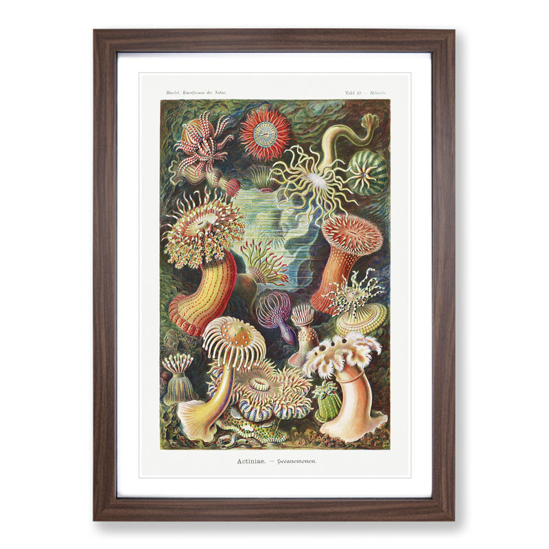 Sea Anemone Actiniae by Ernst Haeckel - Framed Print, Walnut Framed, 48cm H x 36cm W x 2cm D