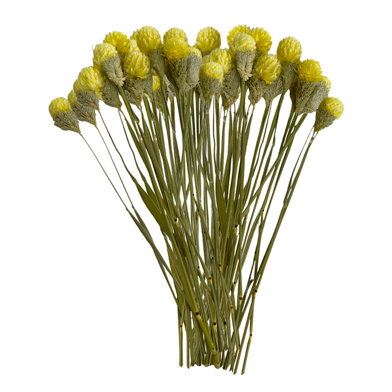 Ensemble de 4 globes séchés préservés amaranthe, 22 à 24 po de long, 16 pièces / paquet, Jaune