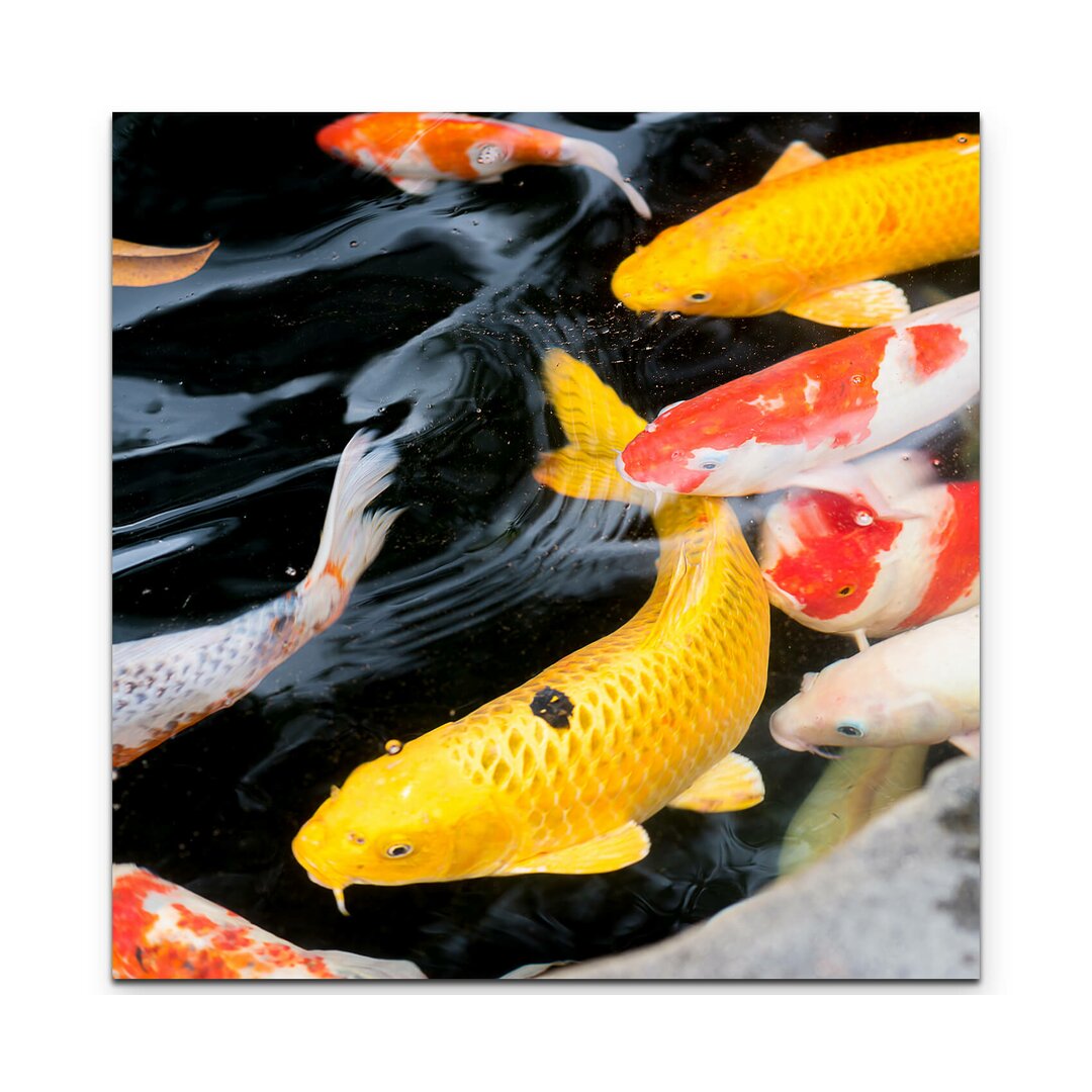 Leinwandbild Koi Fische im Teich