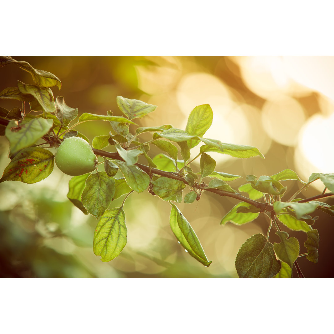 Apfelbaum im Abendsonnenlicht von Druvo - Druck