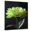 Vert, noir, jardin, glamour, souci, art mural-110988783-148096706