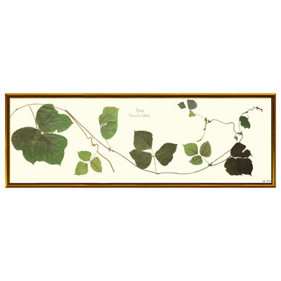 Kudzu Vine Framed Print