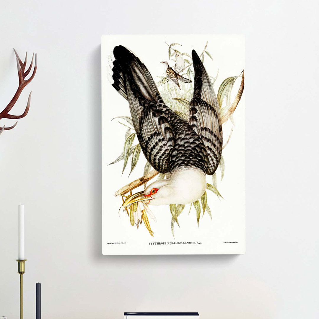 Channel Bill Cuckoo by Elizabeth Gould - Wrapped Canvas