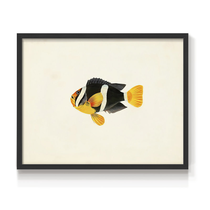 Tropical Fish Collection II -Framed Print - Restickable, H 11 po x l 14 po, Noir, noir, noir, noir