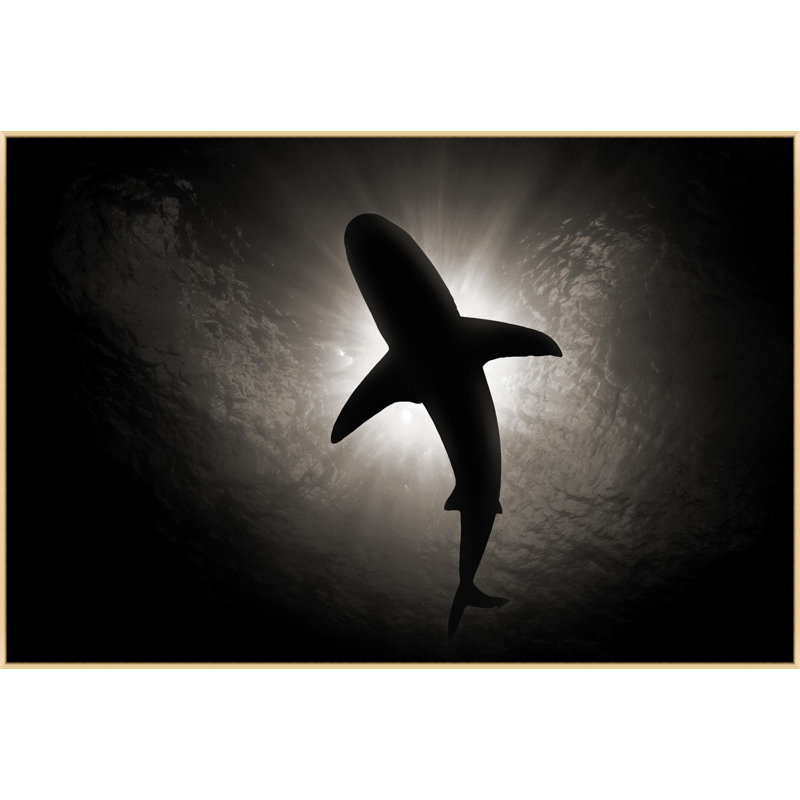 Calm Shark 1 Print by Mat Sanders