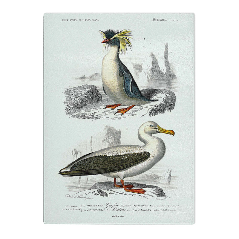 Tempered Glass Rock Penguin & Albatross by Charles D' Orbigny Chopping Board, 20 cm x 28.5 cm