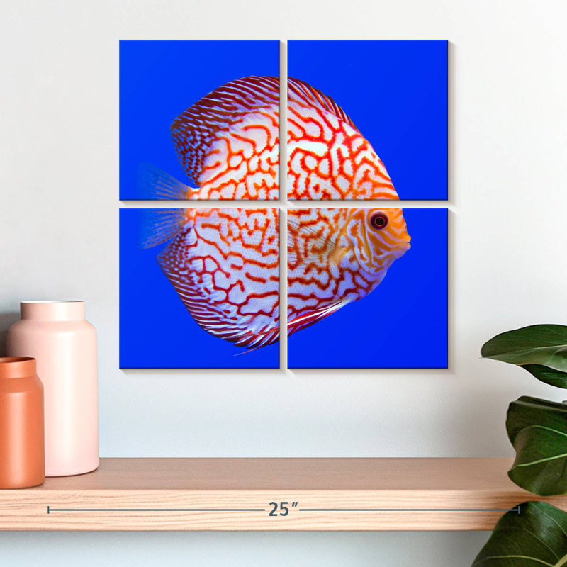 Brampt Exotic Discus Fish