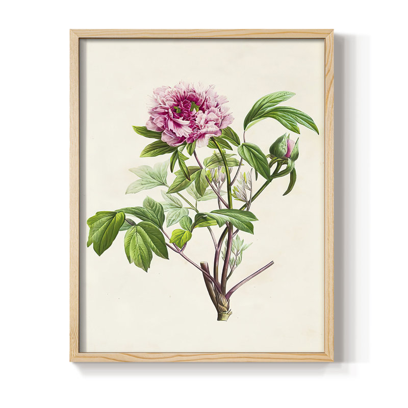 «Pretty Pink Botanicals», reproduction encadrée en bois massif, H 21 po x l 17 po, Naturel