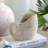Sand and Cement Nautilus Shell Planter with Textured Beige Finish-1989183906