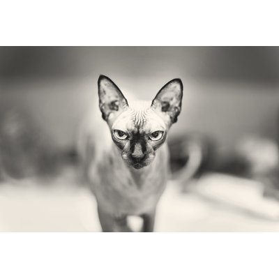 Chat nu Fionna par Sparklieone