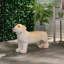 Banc pour chien d'extérieur brun clair MGO - confortable et élégant, aucun assemblage requis-113434630