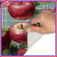 Tapis de bain rouge pommes rouge-1374330150
