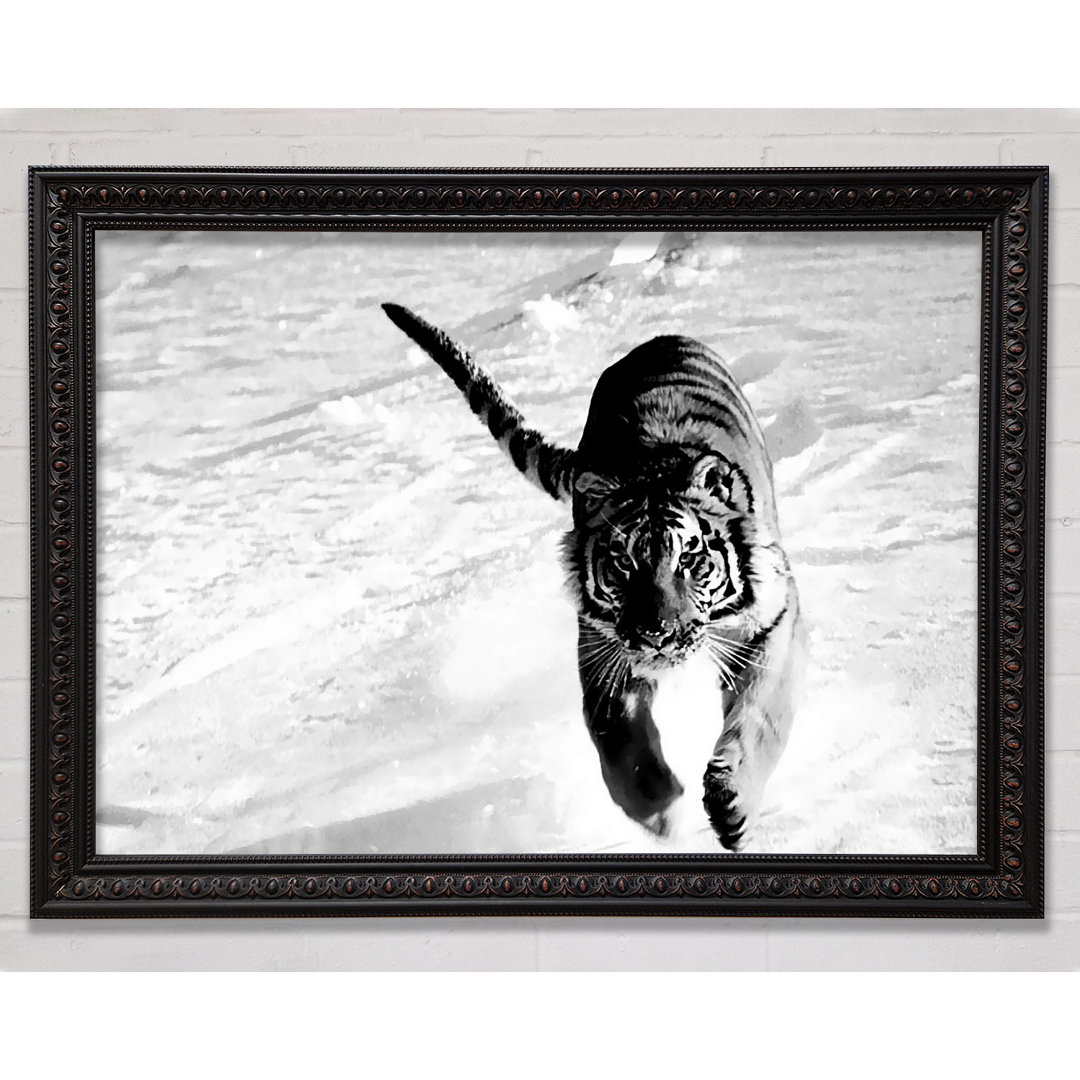 Tiger Running In Snow - Einzelner Bilderrahmen Kunstdrucke