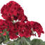 Buisson de géranium artificiel 19,5 po-20583790