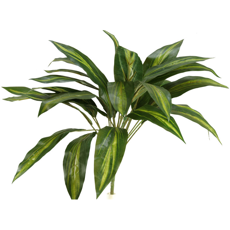 Tige de Dracaena